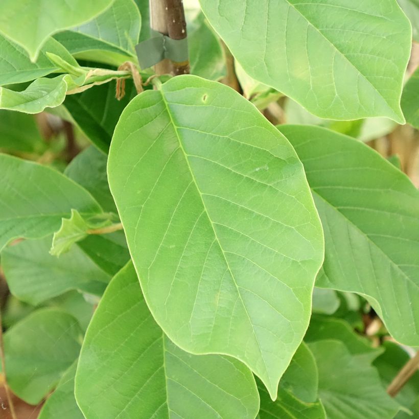 Magnolia Daybreak (Fogliame)