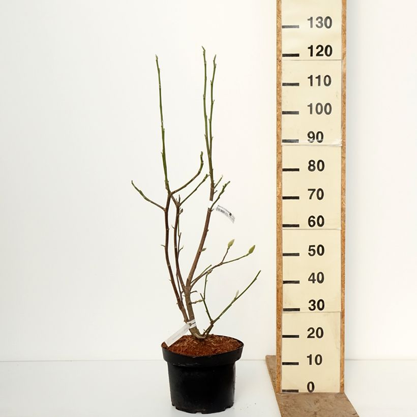 Magnolia Daybreak Vaso da 7,5L/10L esemplare consegnato in inverno