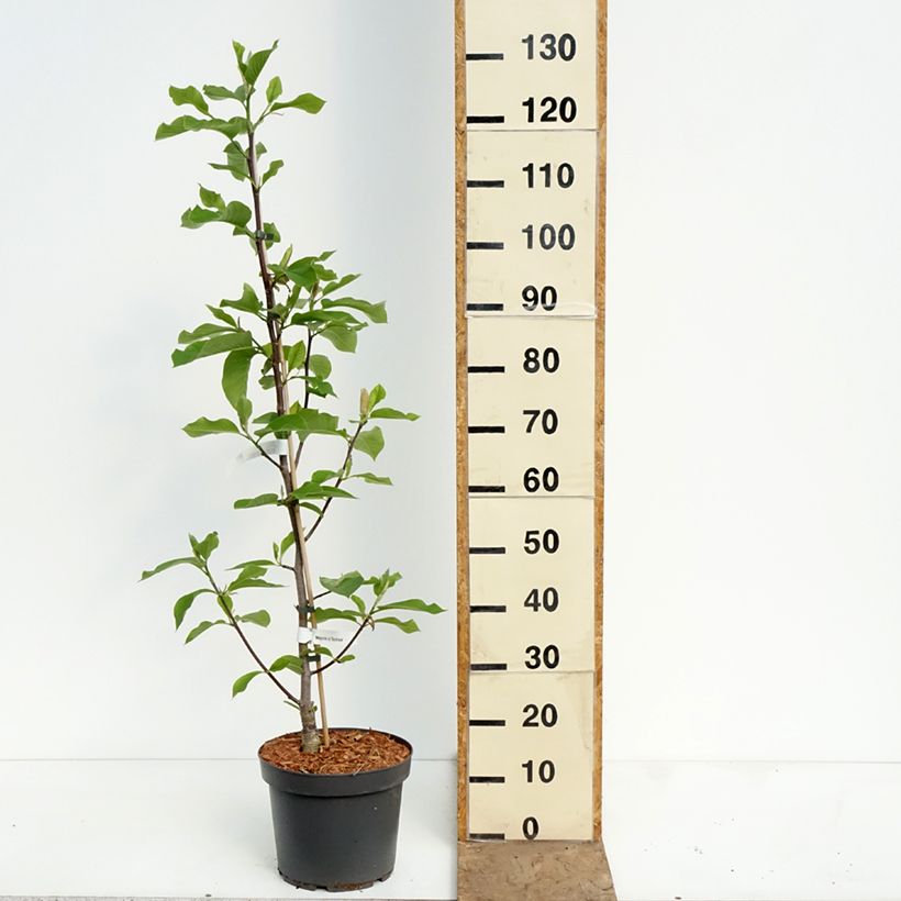 Magnolia Daybreak Vaso da 7,5L/10L esemplare consegnato in primavera