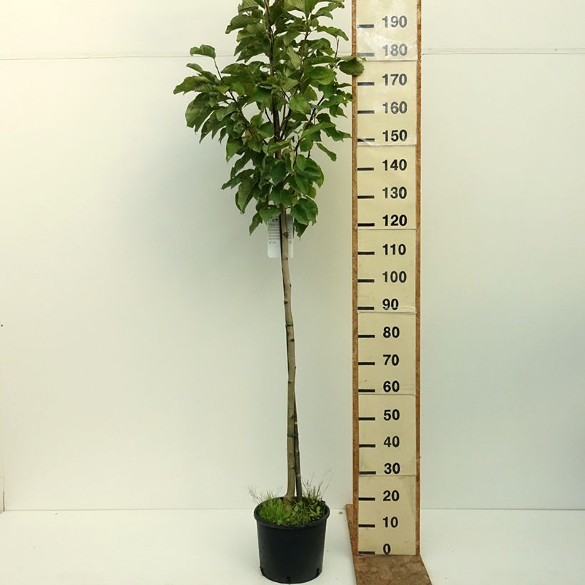 Esemplare di Magnolia denudata Double Diamond Vaso da 7,5L/10L consegnato in estate
