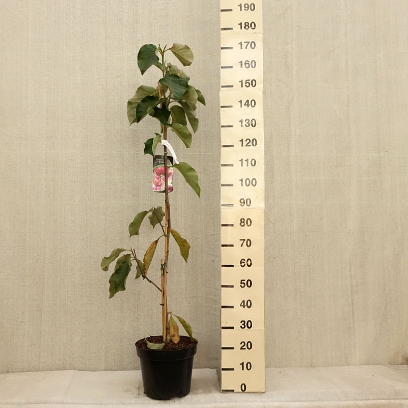 Esemplare di Magnolia soulangeana Emperor Vaso da 7,5L/10L come consegnato in autunno