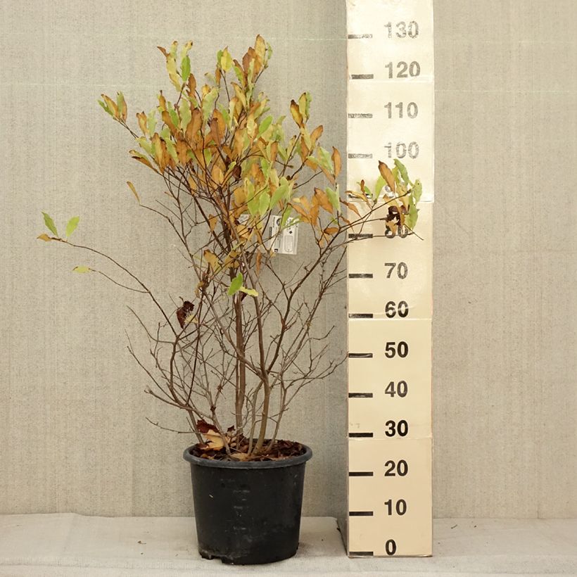Esemplare di Magnolia stellata Waterlily Vaso da 7,5L/10L come consegnato in autunno