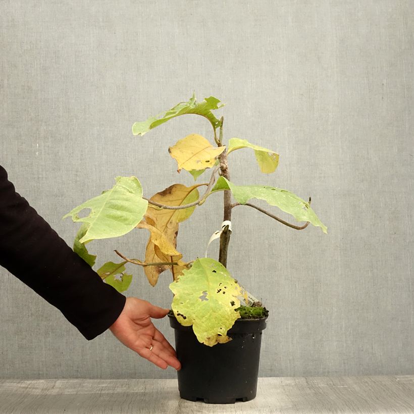 Esemplare di Magnolia Felix Jury Vaso da 4L/5L come consegnato in autunno