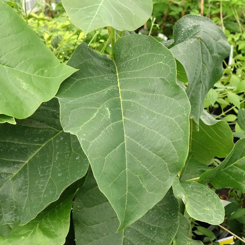 Magnolia Felix Jury (Fogliame)
