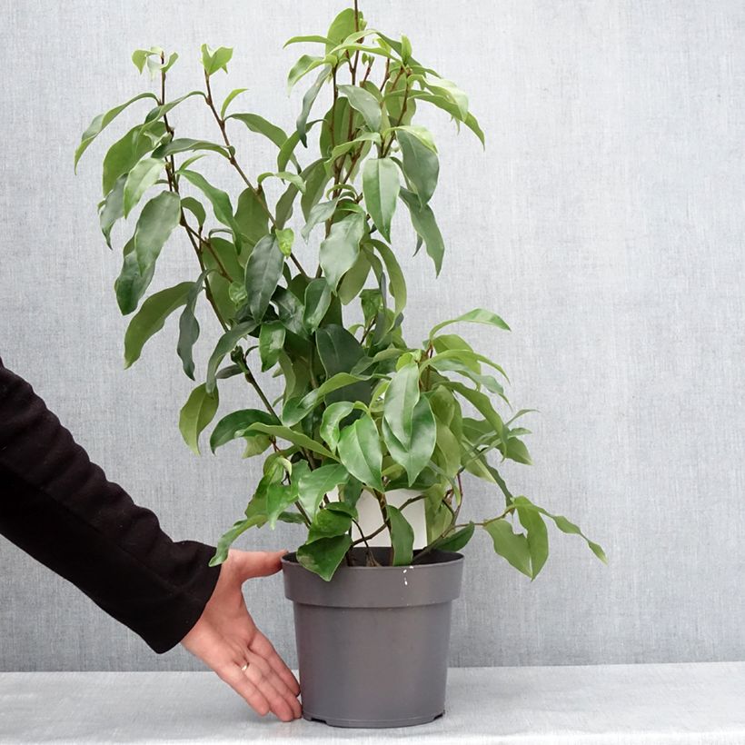 Magnolia Stellar Ruby Vaso da 3L/4L esemplare consegnato in inverno