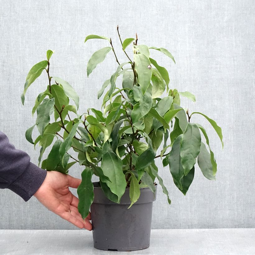 Magnolia Stellar Ruby Vaso da 3L/4L esemplare consegnato in primavera