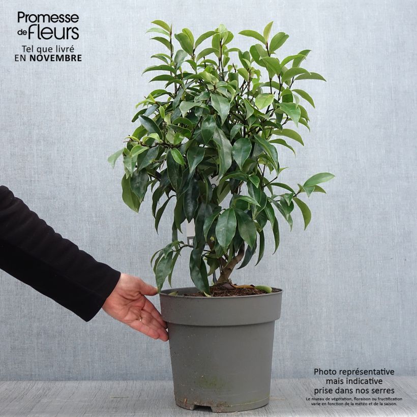 Esemplare di Magnolia Stellar Ruby Vaso da 6L/7L come consegnato in autunno