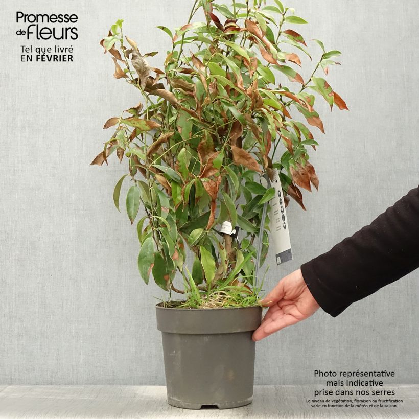 Magnolia Stellar Ruby Vaso da 6L/7L esemplare consegnato in inverno