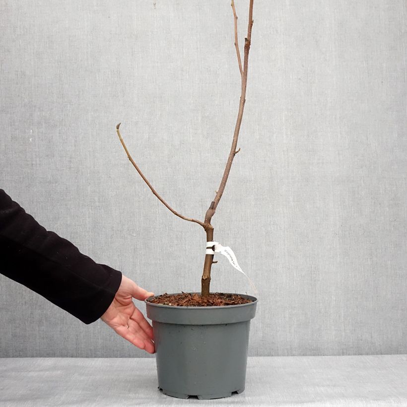 Magnolia soulangeana Frank's masterpiece Vaso da 3L/4L esemplare consegnato in inverno