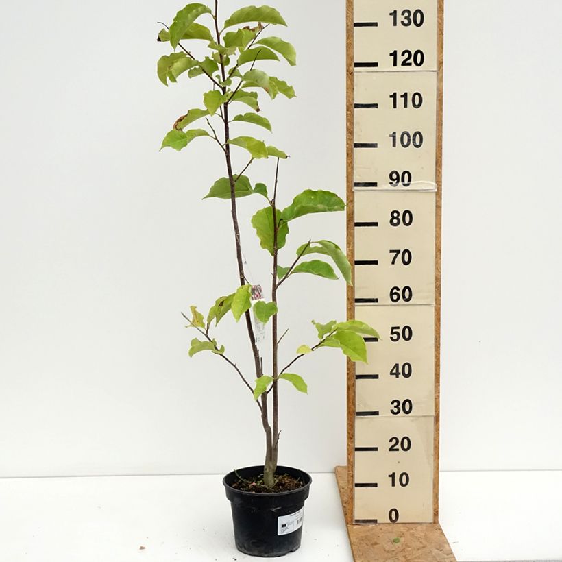 Esemplare di Magnolia Galaxy Vaso da 4L/5L consegnato in estate