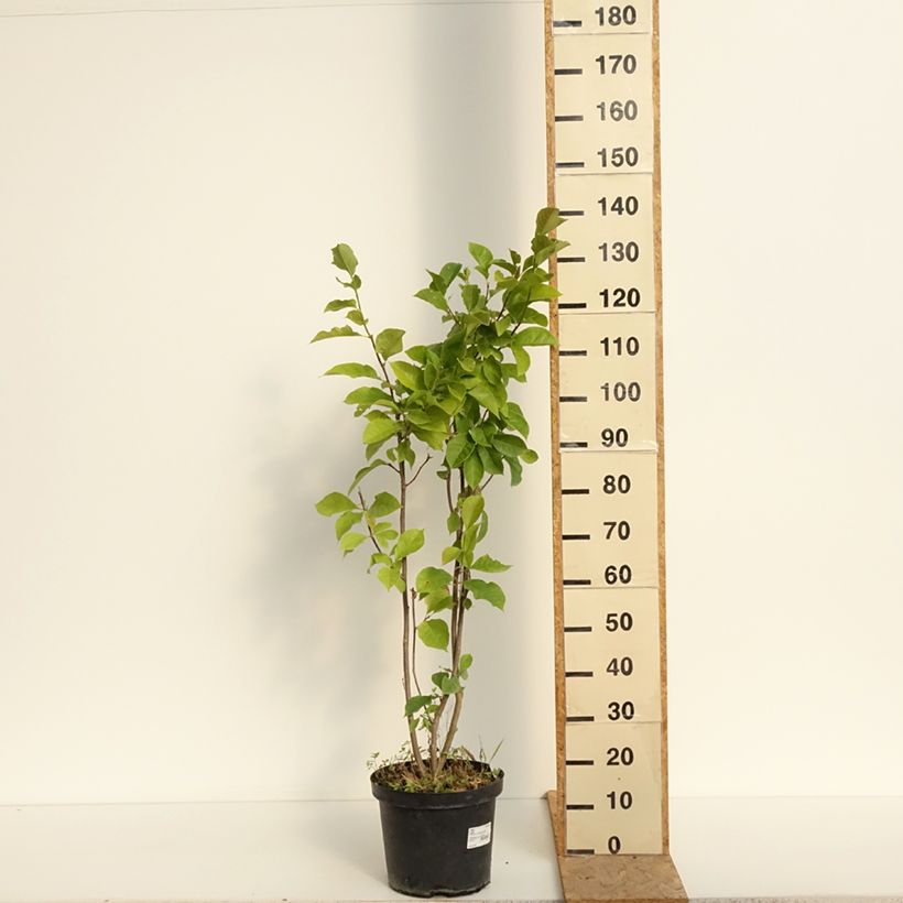 Esemplare di Magnolia Genie Vaso da 4L/5L consegnato in estate