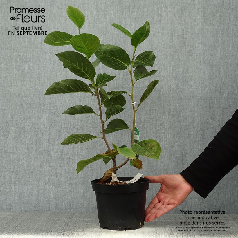 Esemplare di Magnolia Gold Star Vaso da 2L/3L come consegnato in autunno