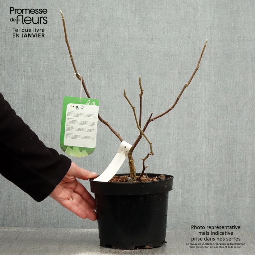 Magnolia Gold Star Vaso da 2L/3L esemplare consegnato in inverno