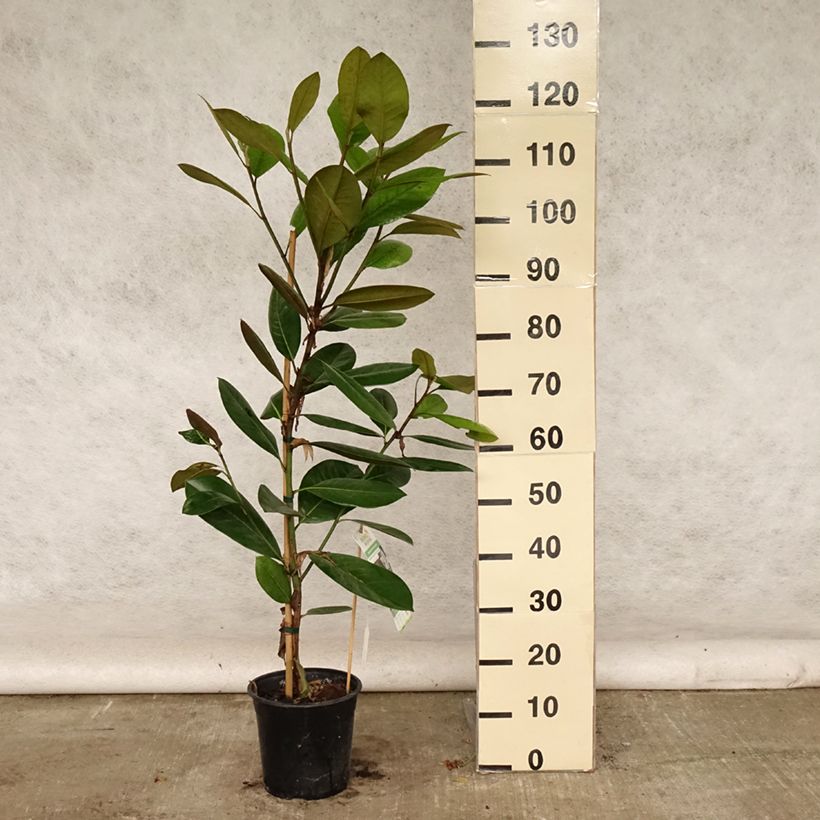 Esemplare di Magnolia grandiflora Treyve Vaso da 4L/5L, Astone alto consegnato in estate