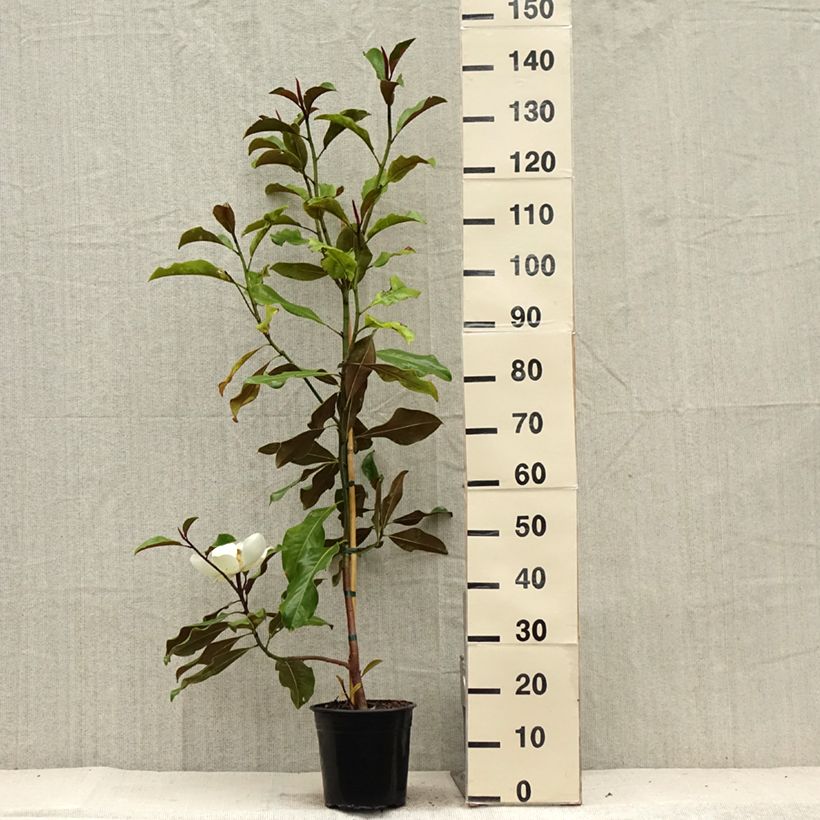 Esemplare di Magnolia grandiflora Bracken's Brown Beauty Vaso da 4L/5L consegnato in estate