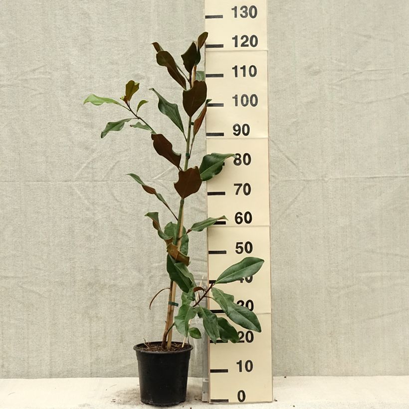 Magnolia grandiflora Bracken's Brown Beauty Vaso da 4L/5L esemplare consegnato in primavera
