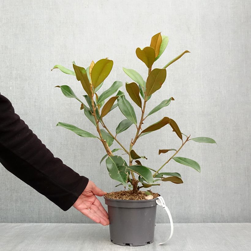 Esemplare di Magnolia grandiflora Double Nantais Vaso da 1,5L/2L come consegnato in autunno