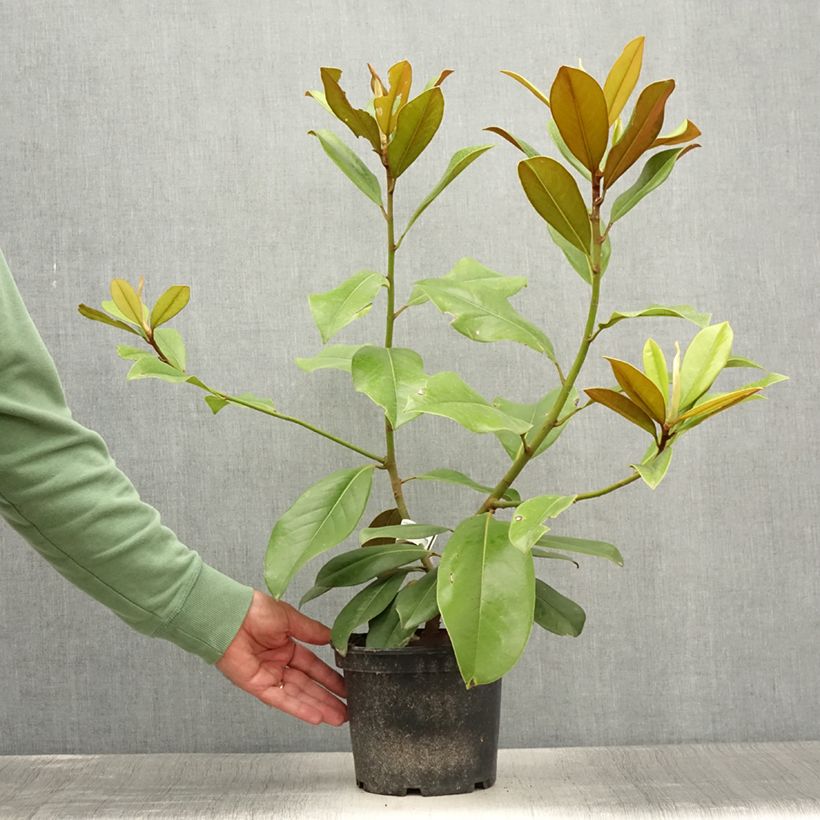 Esemplare di Magnolia grandiflora Double Nantais Vaso da 1,5L/2L consegnato in estate