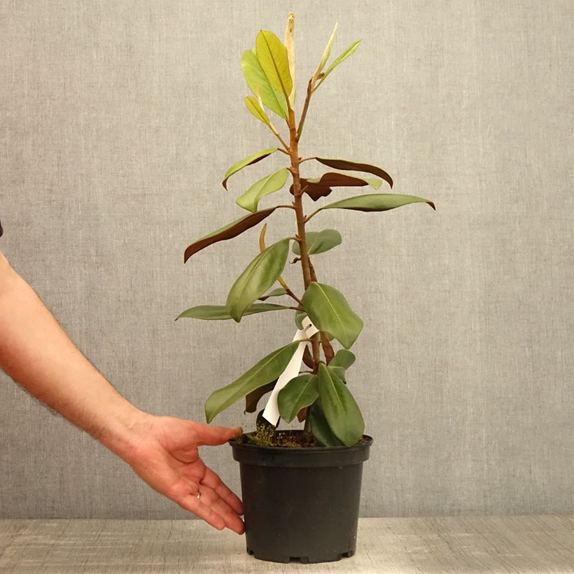 Magnolia grandiflora Double Nantais Vaso da 1,5L/2L esemplare consegnato in primavera