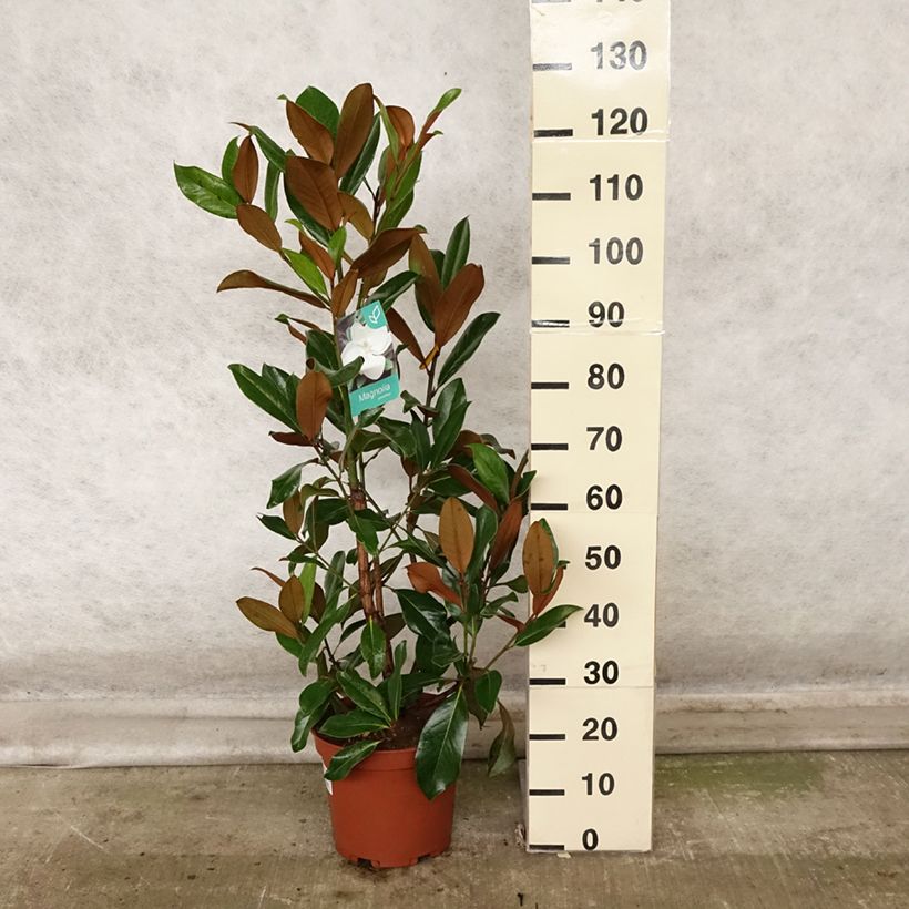 Esemplare di Magnolia grandiflora Galissoniere Vaso da 7,5L/10L come consegnato in autunno