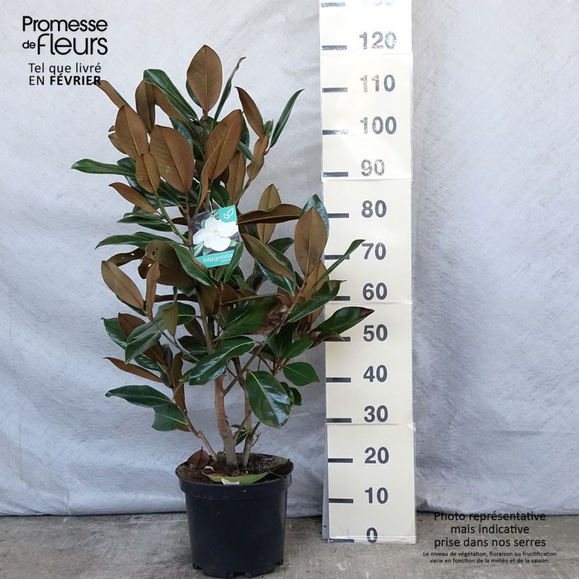 Magnolia grandiflora Galissoniere Vaso da 7,5L/10L esemplare consegnato in inverno