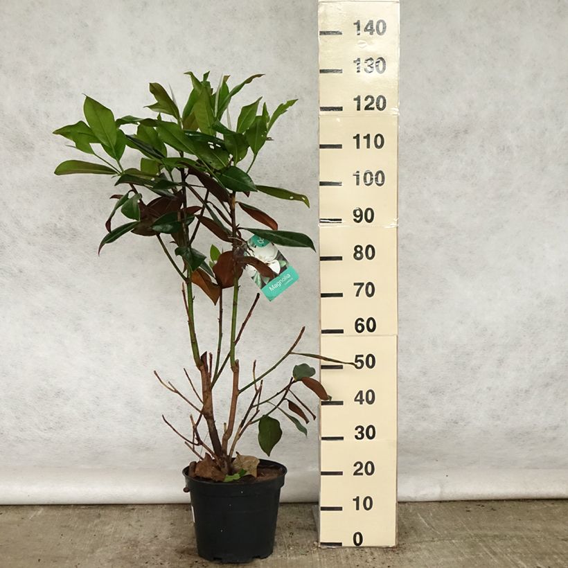 Magnolia grandiflora Galissoniere Vaso da 7,5L/10L esemplare consegnato in primavera