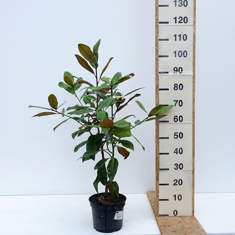 Esemplare di Magnolia grandiflora Galissoniere Vaso da 4L/5L come consegnato in autunno
