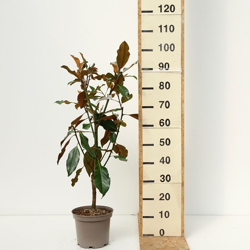 Esemplare di Magnolia grandiflora Kay Parris Vaso da 4L/5L come consegnato in autunno