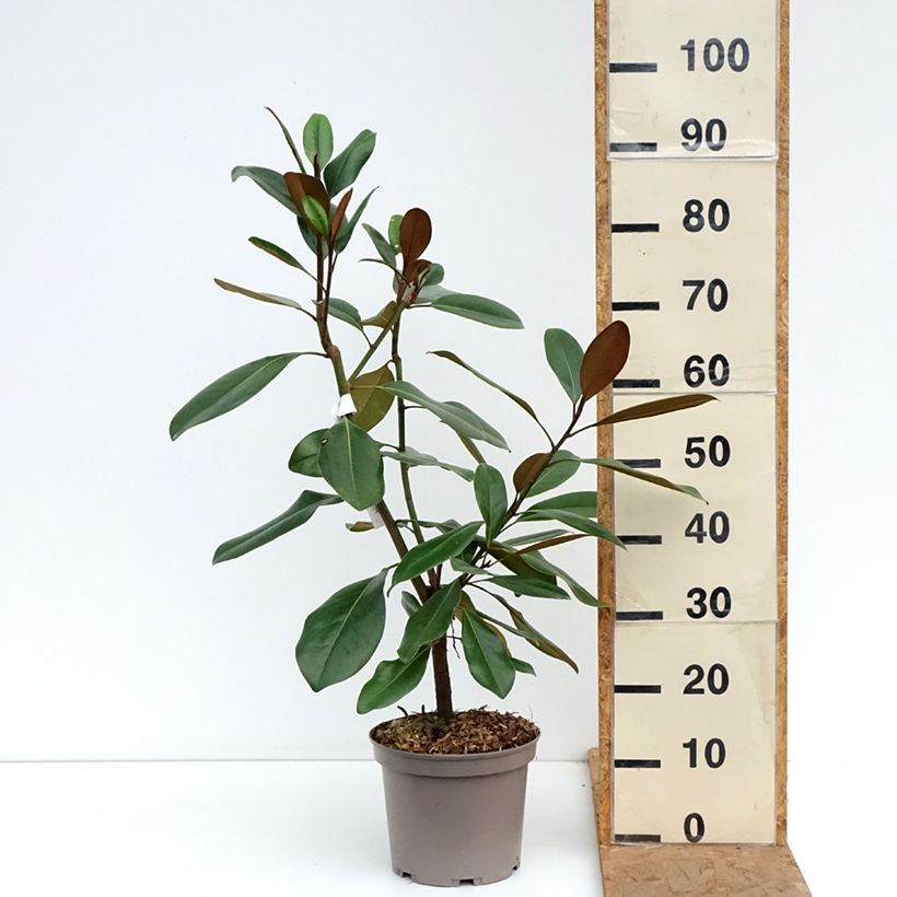 Esemplare di Magnolia grandiflora Mainstreet Vaso da 4L/5L come consegnato in autunno