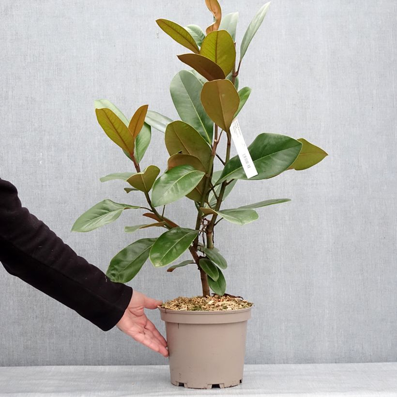 Magnolia grandiflora Mainstreet Vaso da 4L/5L esemplare consegnato in inverno