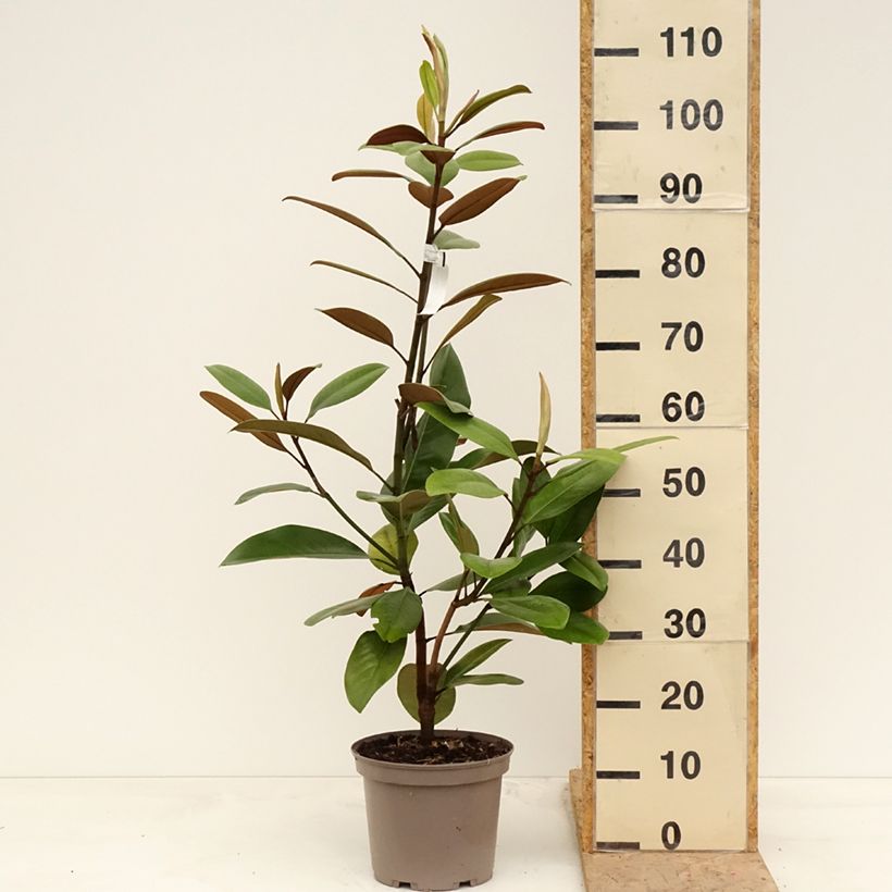 Magnolia grandiflora Mainstreet Vaso da 4L/5L esemplare consegnato in primavera
