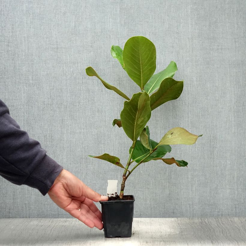Esemplare di Magnolia grandiflora Mont blanc Vaso da Ø 10 cm/11 cm consegnato in estate