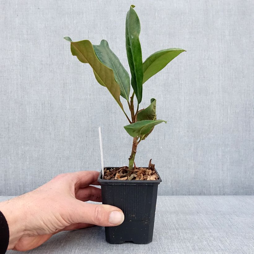 Magnolia grandiflora Mont blanc Vaso da Ø 10 cm/11 cm esemplare consegnato in inverno