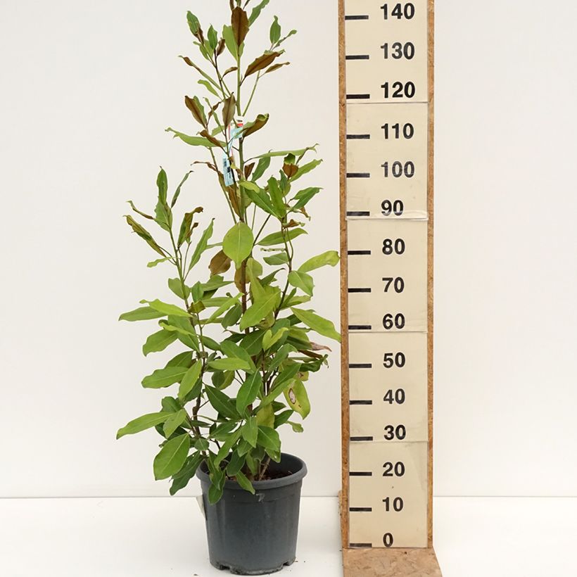 Esemplare di Magnolia grandiflora Nana Vaso da 12L/15L consegnato in estate