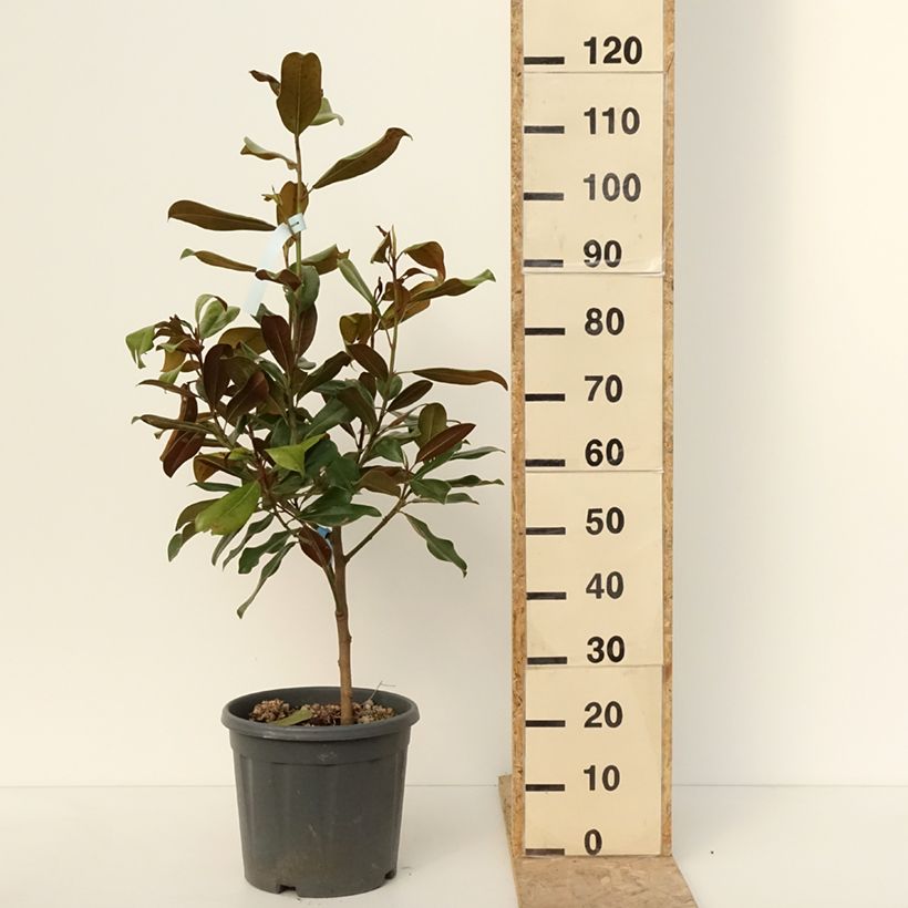 Magnolia grandiflora Nana Vaso da 12L/15L esemplare consegnato in inverno