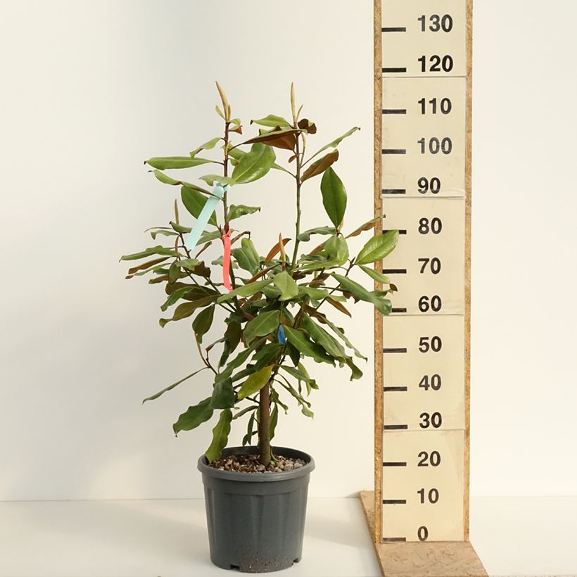 Magnolia grandiflora Nana Vaso da 12L/15L esemplare consegnato in primavera