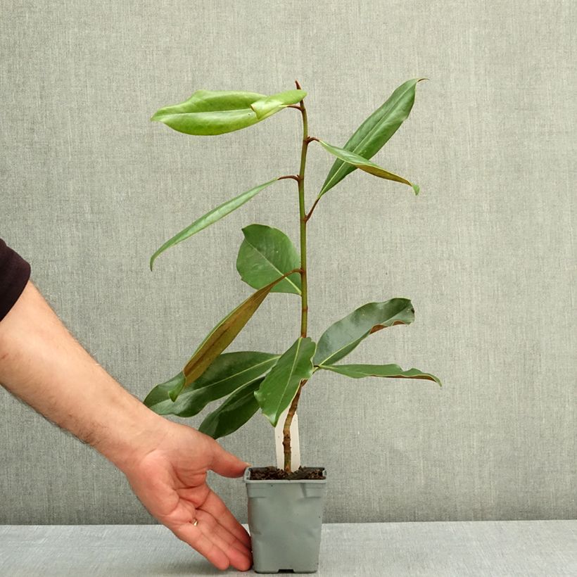Esemplare di Magnolia grandiflora Purpan Vasetto da 8/9 cm consegnato in estate