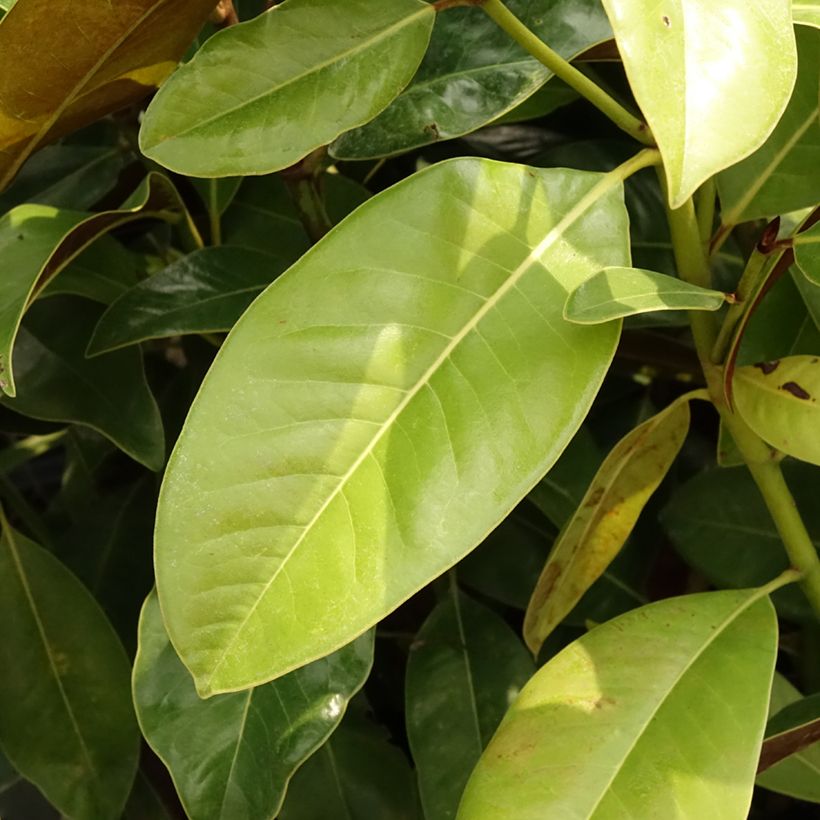 Magnolia grandiflora Victoria (Fogliame)
