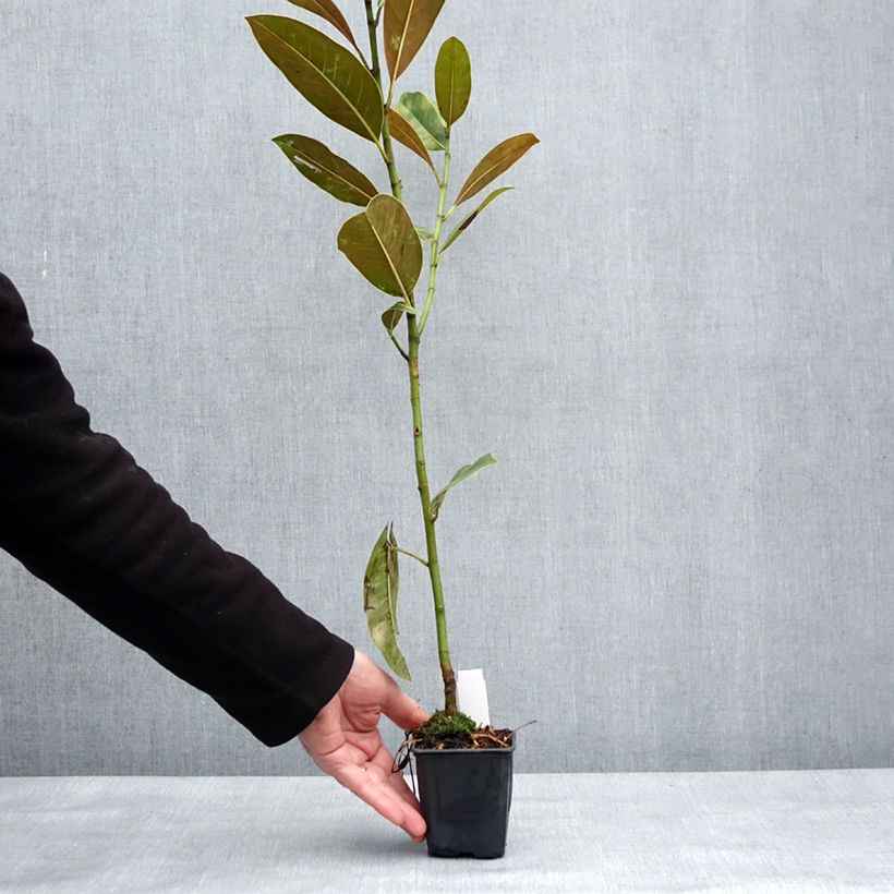 Magnolia grandiflora Victoria Vaso da Ø 10 cm/11 cm esemplare consegnato in inverno
