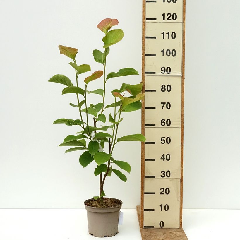 Magnolia innestate Shirazz Vaso da 4L/5L esemplare consegnato in primavera