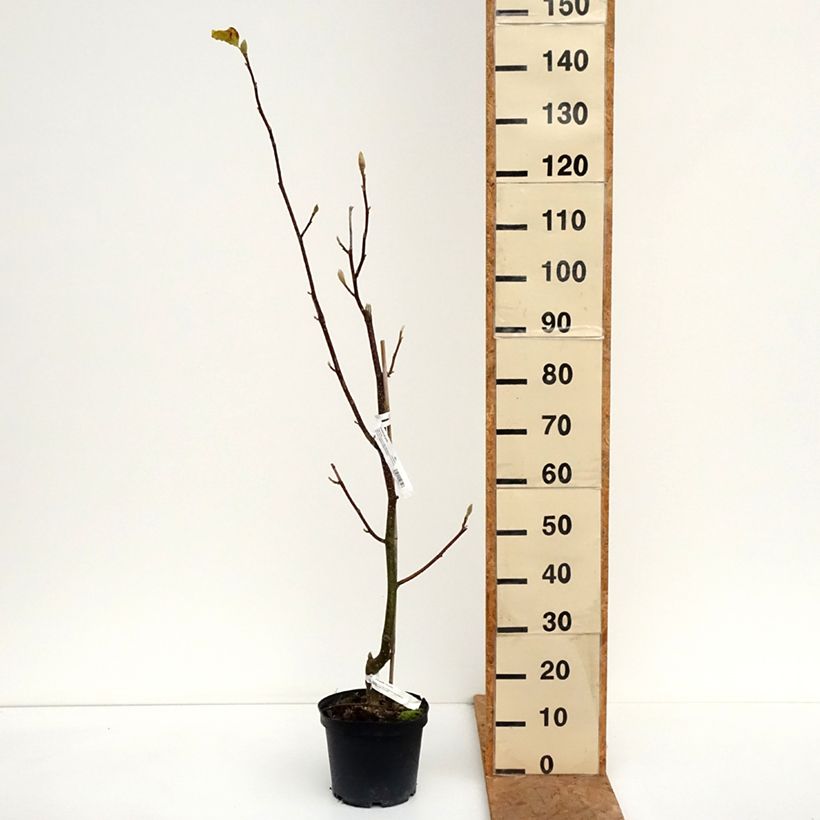 Esemplare di Magnolia Tina durio Vaso da 4L/5L come consegnato in autunno