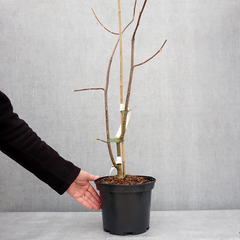 Magnolia Tina durio Vaso da 4L/5L esemplare consegnato in inverno