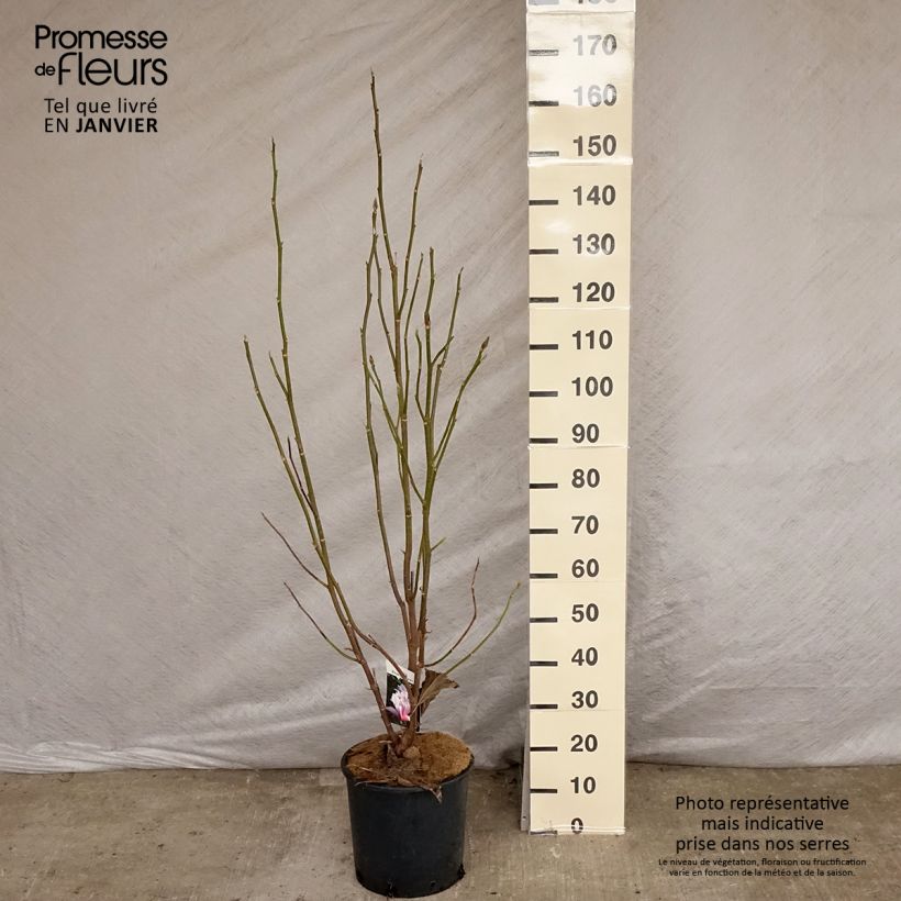 Magnolia Heaven Scent Vaso da 12L/15L esemplare consegnato in inverno