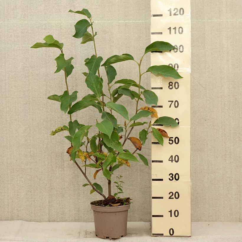 Esemplare di Magnolia Heaven Scent Vaso da 4L/5L come consegnato in autunno