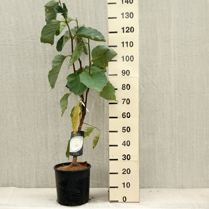 Esemplare di Magnolia Honey Tulip Vaso da 12L/15L come consegnato in autunno