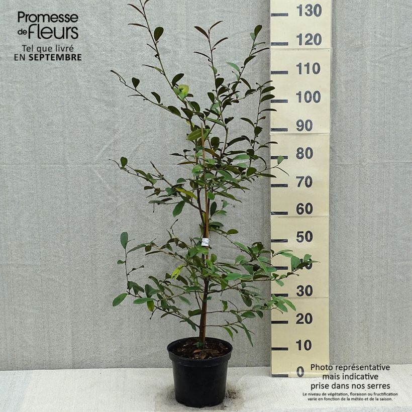 Esemplare di Magnolia laevifolia Achteraan Vaso da 4L/5L come consegnato in autunno