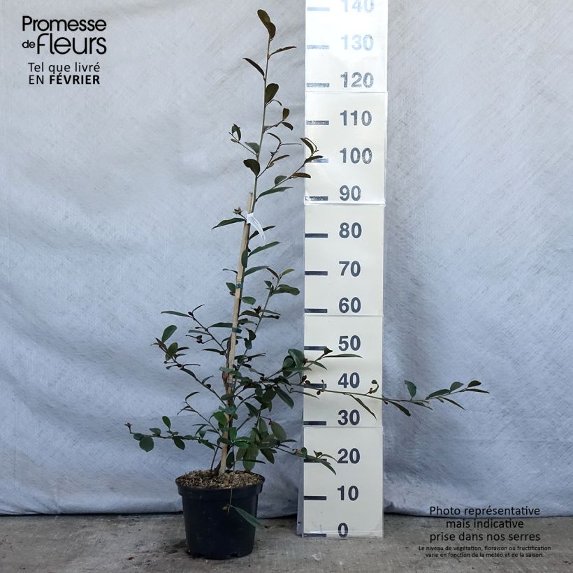 Magnolia laevifolia Achteraan Vaso da 4L/5L esemplare consegnato in inverno