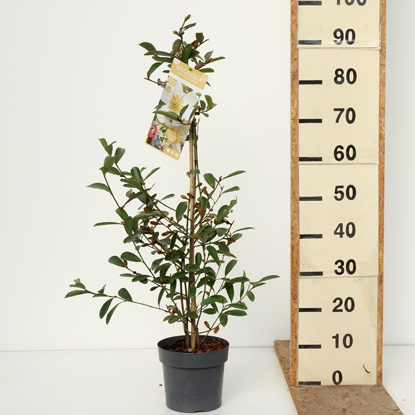 Magnolia laevifolia Vanilla Pearls Vaso da 2L/3L esemplare consegnato in inverno