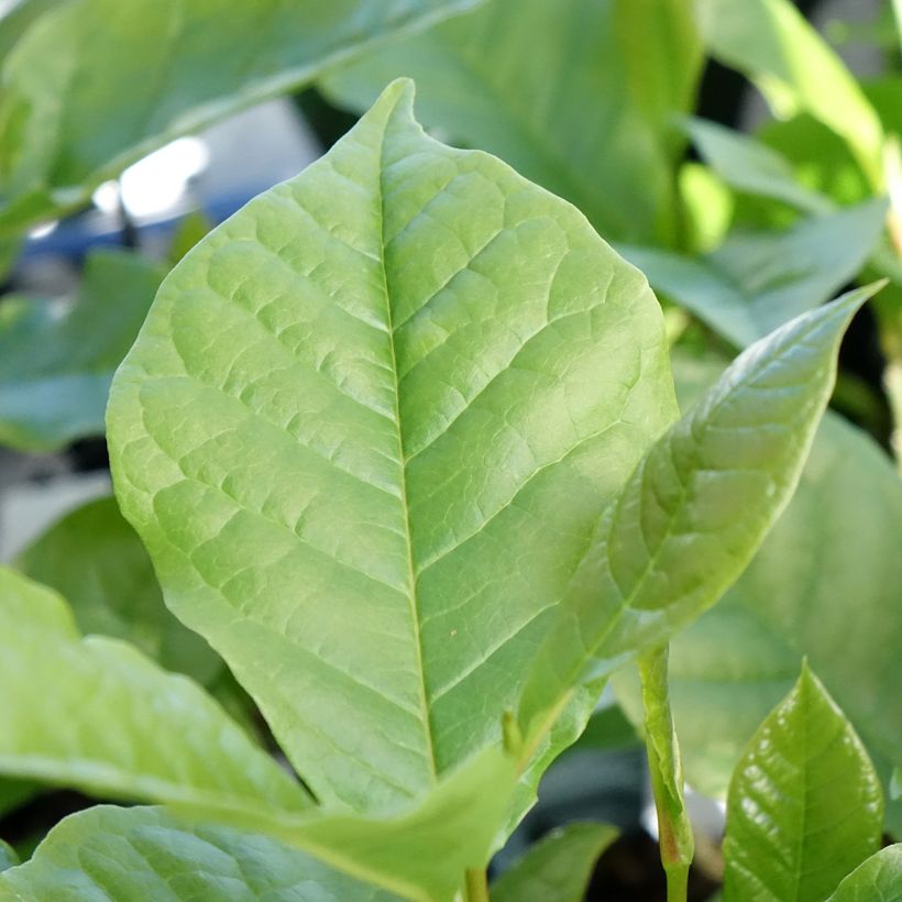 Magnolia liliflora Nigra (Fogliame)