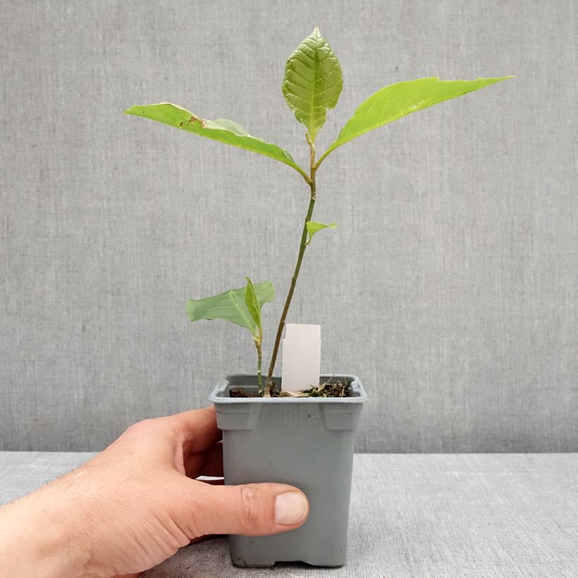 Magnolia liliflora Nigra Vaso da Ø 12 cm / 13 cm esemplare consegnato in primavera